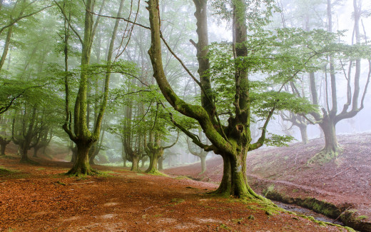 954145 (a): :2560x1600